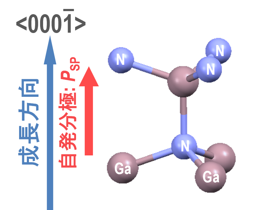 N極性