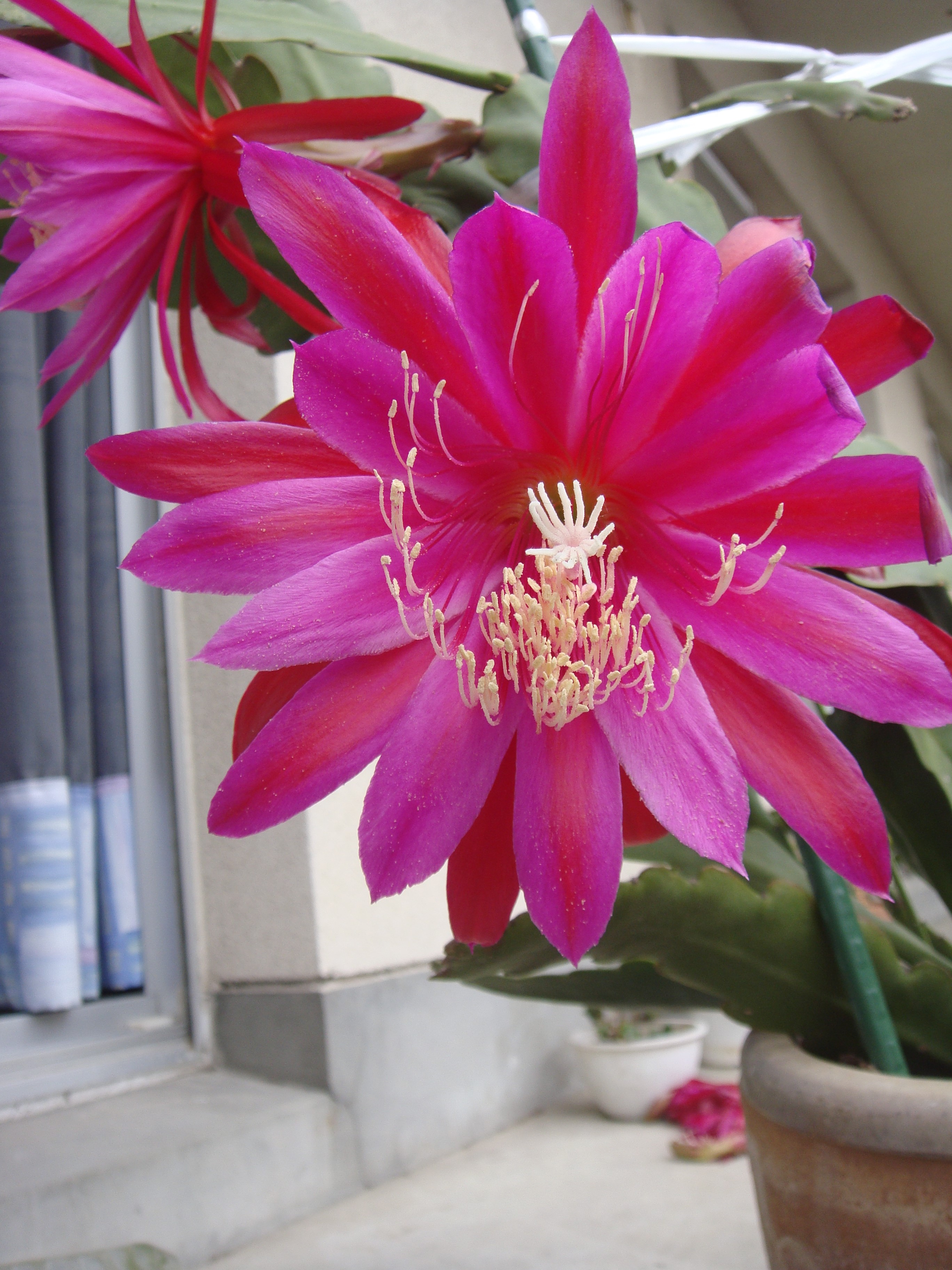 it's not a Orchid but a Cactus. クジャクサボテン