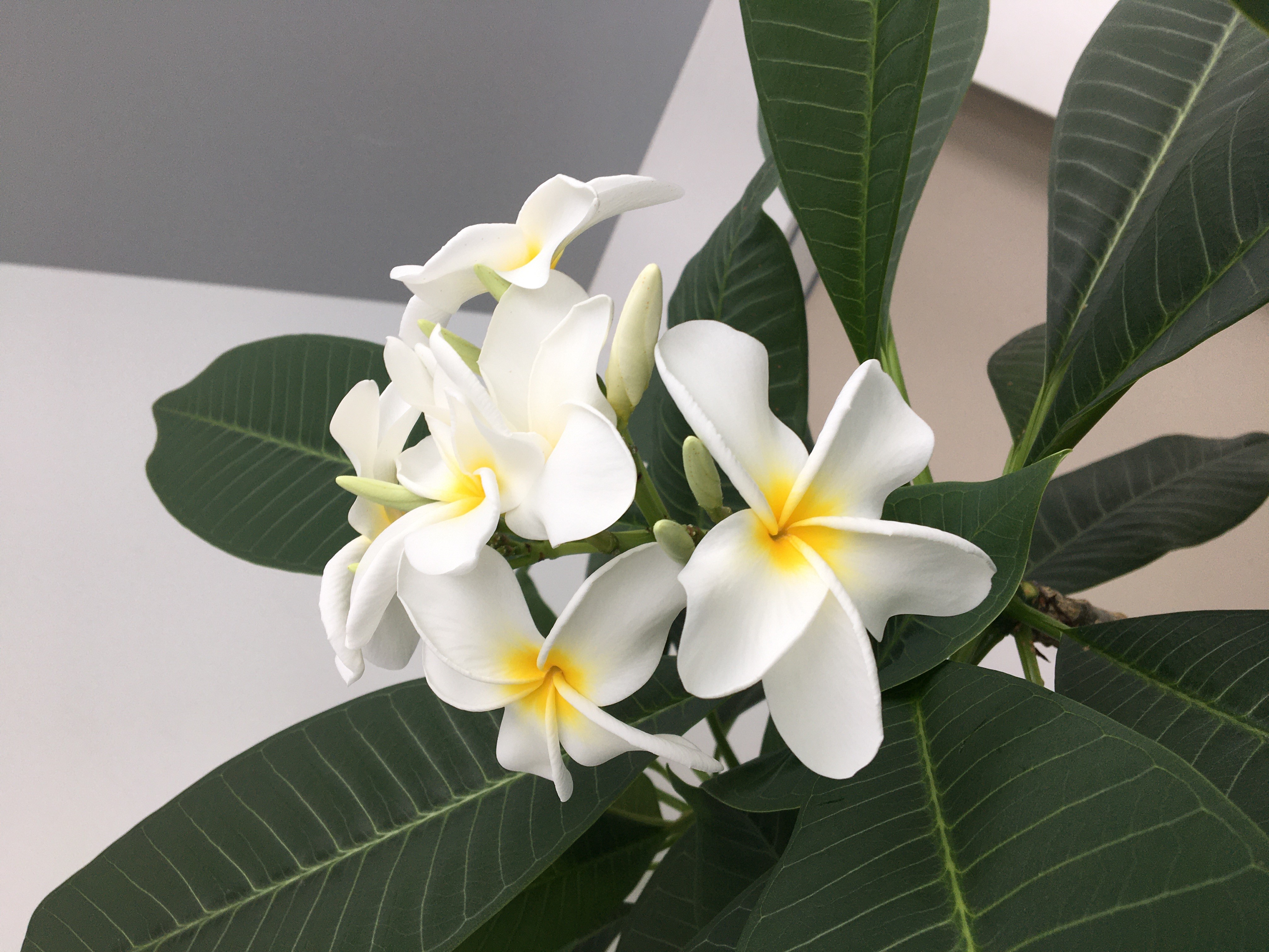 it's not a Orchid. プルメリア